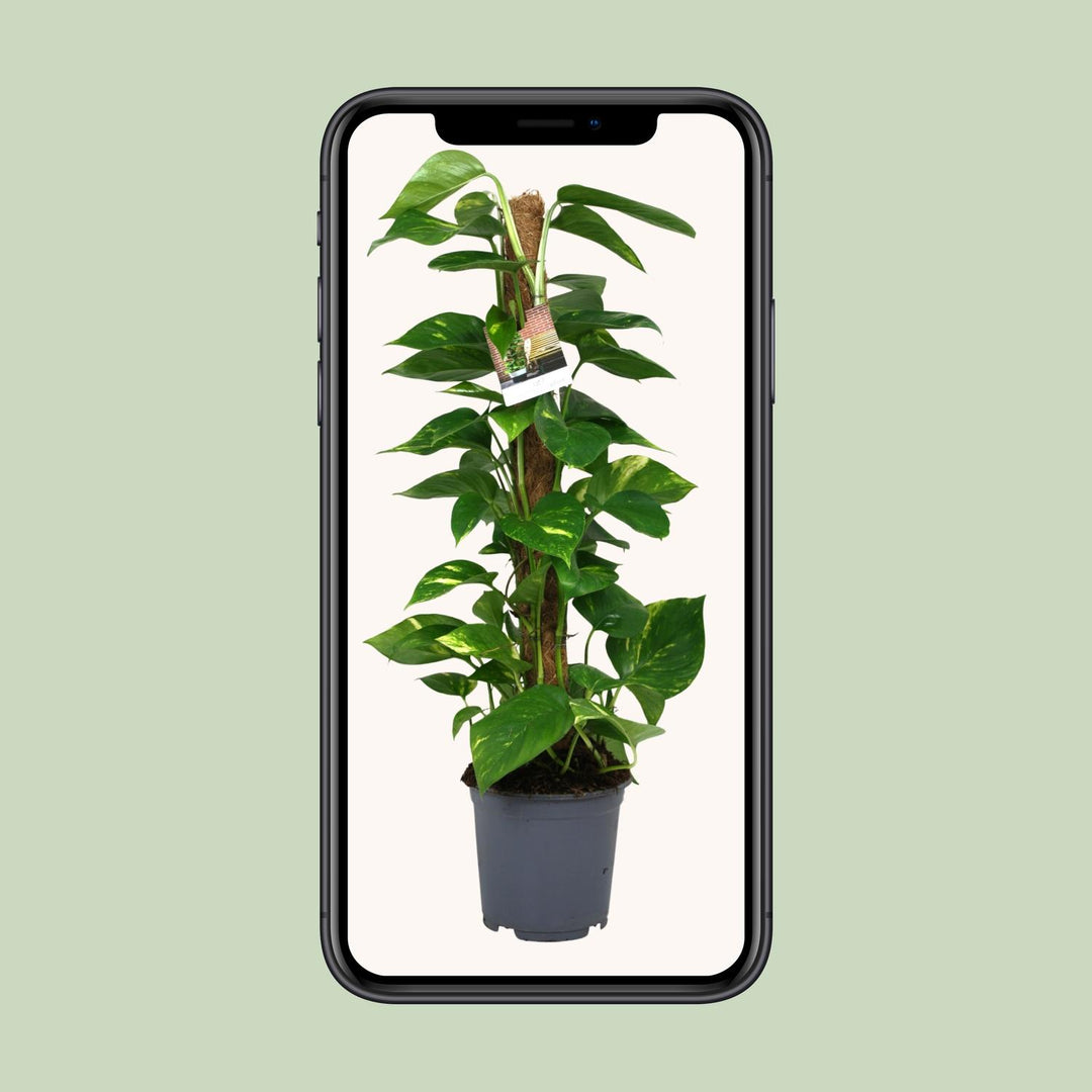 Scindapsus Epipremnum 80cm — Pothos in 19cm pot