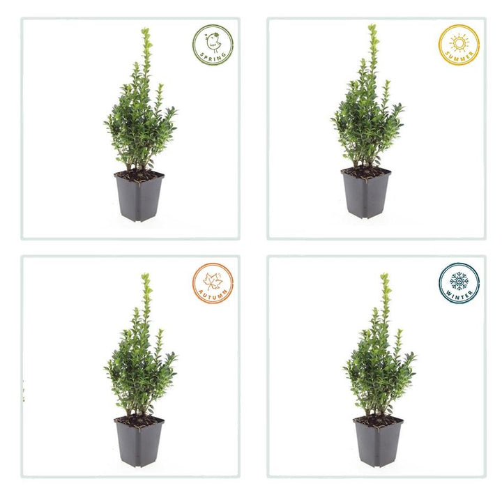 48x Buxus Sempervirens - ↕10-25cm - Ø9cm