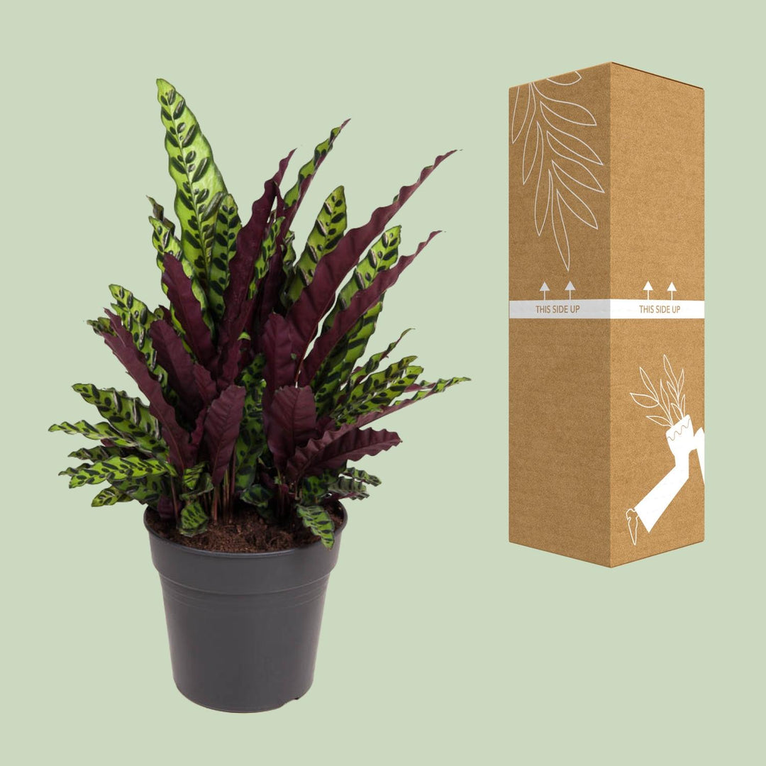 Calathea Lancifolia Rattlesnake Plant - 27cm Pot - 70cm Tall