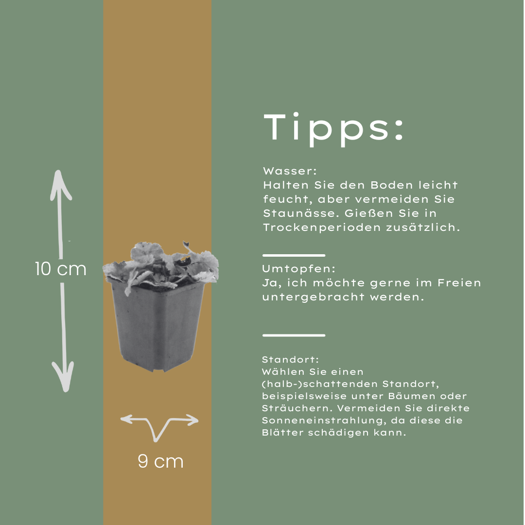 6x Tiarella cordifolia - ↕10-25cm - Ø9cm