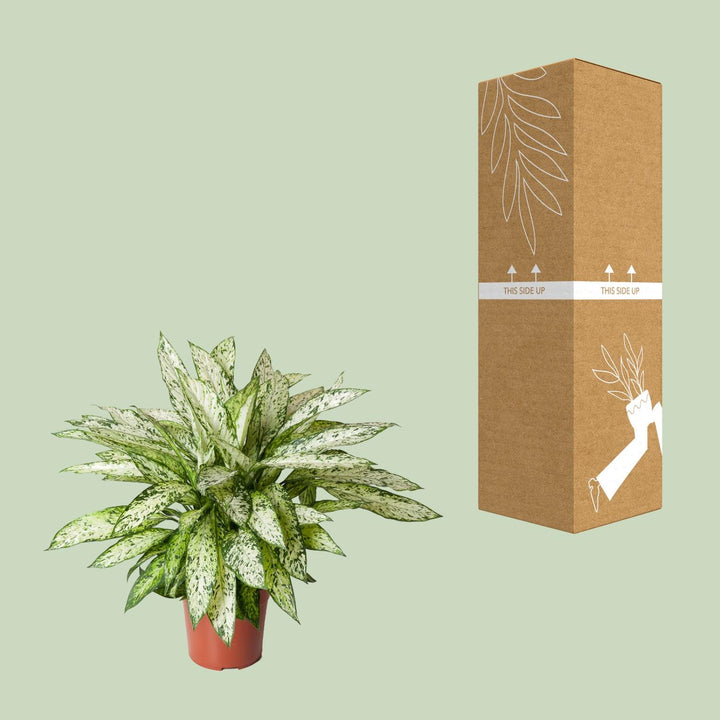 Dieffenbachia Vesuvius 80cm - Air Purifying Dumb Cane Plant 27cm Pot