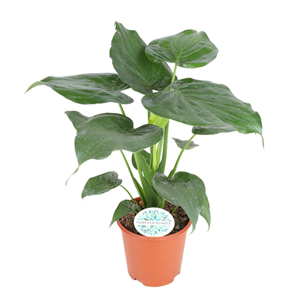 Alocasia Cucullata 80cm — Elephant Ear in 21cm pot