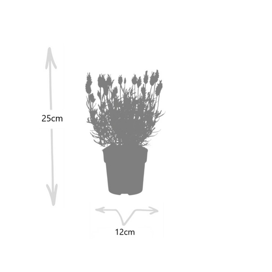 Set of 6 Lavandula angustifolia Felice® lavender plants in 12 cm pots by Everspring