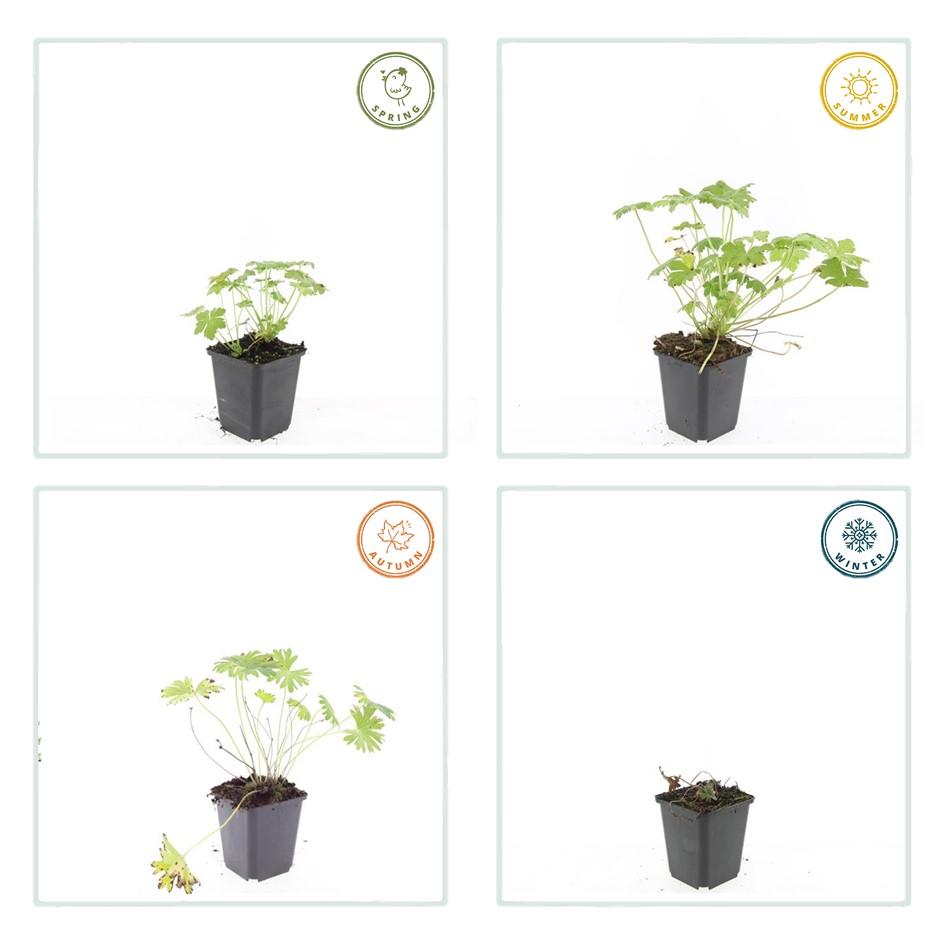 40x Geranium 'Tiny Monster' Magenta Flowering - 10-25cm - 9cm Pot