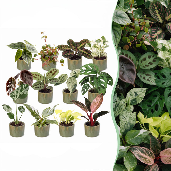 12 Baby Plants Surprise Box tropical mix, Ø6cm pots