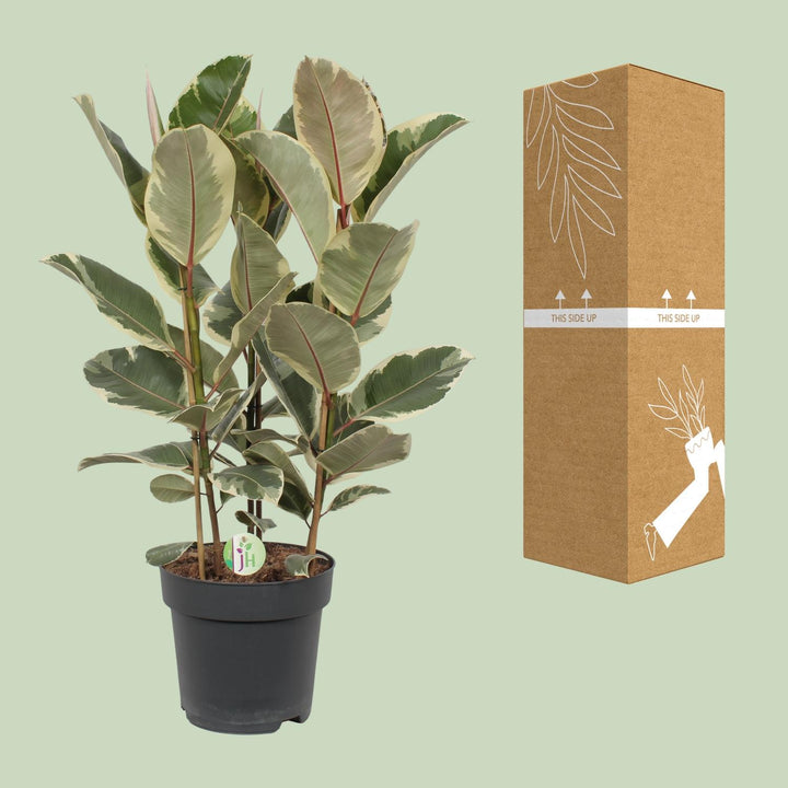 Variegated Ficus Tineke Rubber Plant in 27cm pot, featuring green and cream leaves, by Everspring.