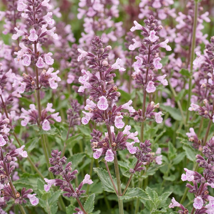 24 Nepeta sibirica 'Wild Orchid' catmint plants in 11cm pots - view 5