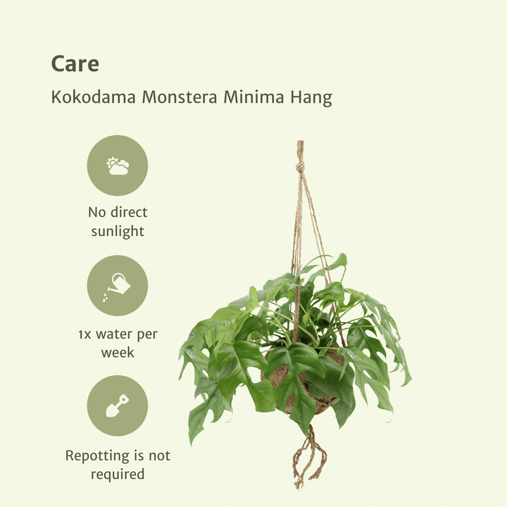 Kokodama Monstera Minima Hanging Plant - Coconut Fiber Pot 15cm