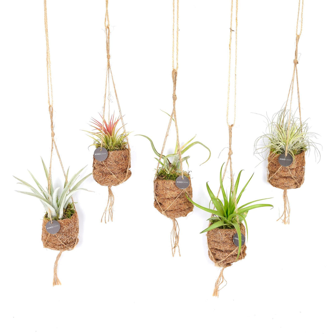 Kokodama Air Plants - Tillandsia Mix in Coconut Fiber Spheres