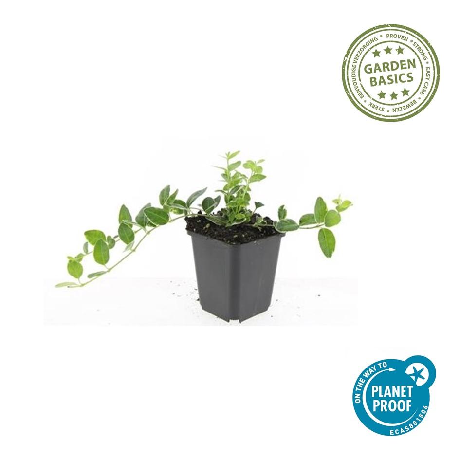 60x Variegated Periwinkle 'Ralph Shugert' - Evergreen Ground Cover