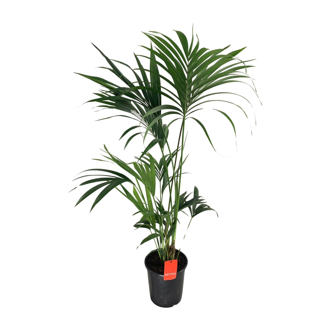 Kentia Palm Howea Forsteriana 130cm - Low Light Indoor Plant
