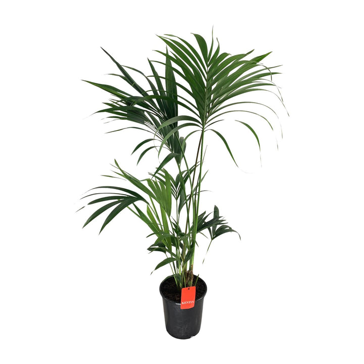 Kentia Palm Howea Forsteriana 130cm - Low Light Indoor Plant