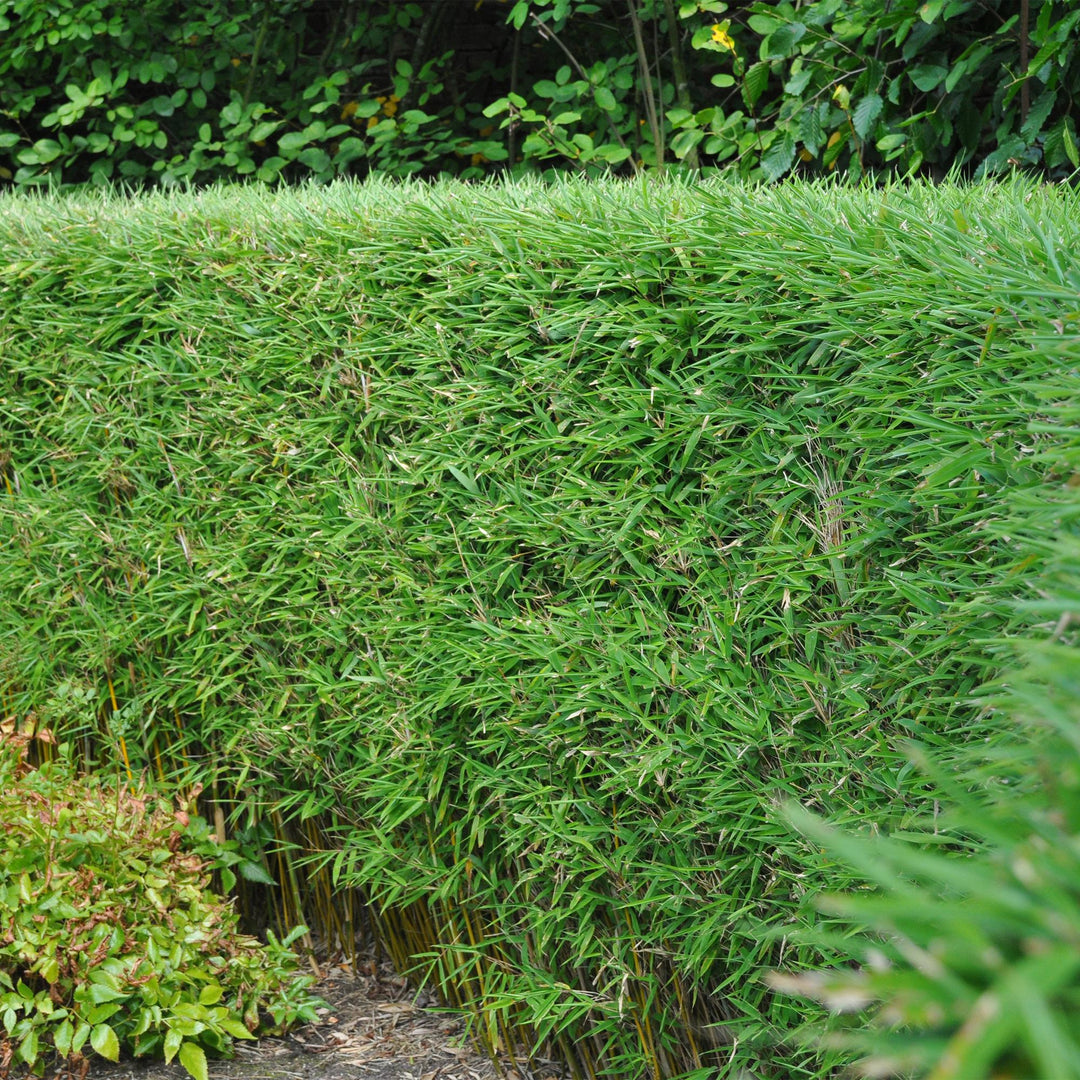 18 Fargesia rufa clumping bamboo plants in 14cm pots - view 4