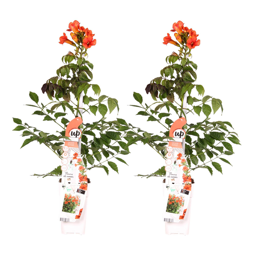 2x Campsis Summer Jazz Fire Trumpet - Trumpet Vine - Ø15cm - ↕65cm