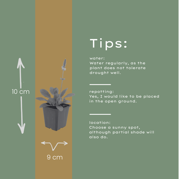 60x Stachys mon. 'Hummelo' - ↕10-25cm - Ø9cm