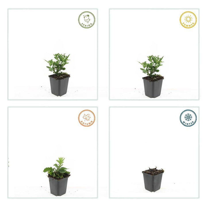 48x Aster ageratoides 'Stardust' - ↕10-25cm - Ø9cm