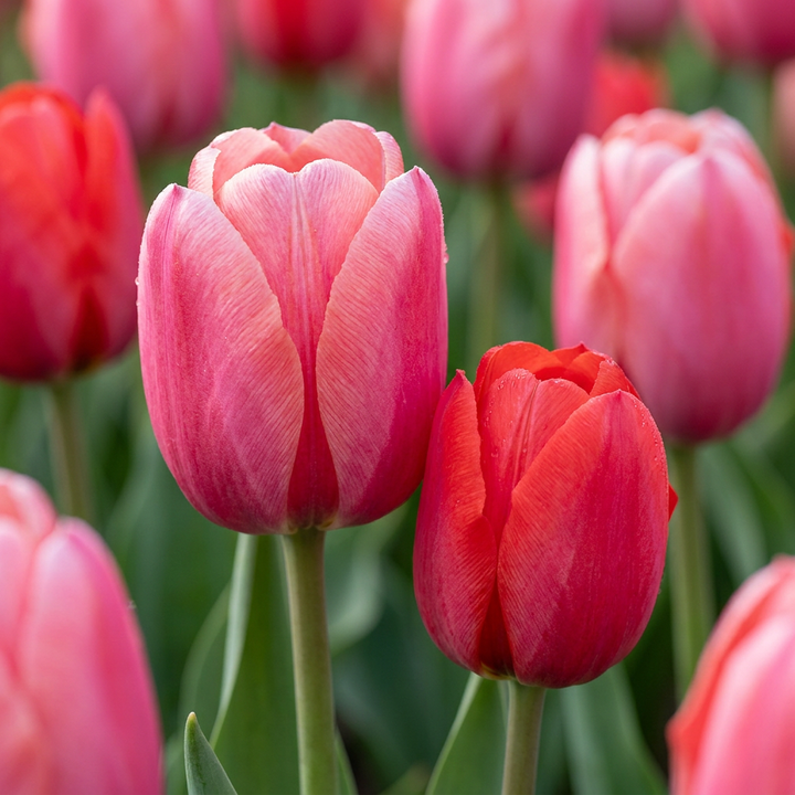 320x Tulipa Pink - Red - Tulipe rose et rouge - Rose et Rouge - Floraison printanière - Calibre 10/12
