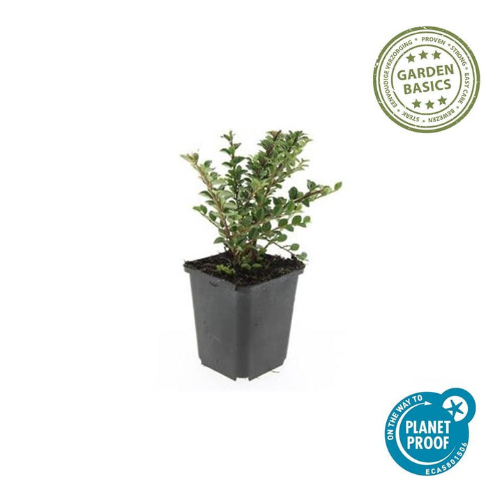 24x Cotoneaster Horizontalis 9cm Pot - Hardy Ground Cover 10-25cm