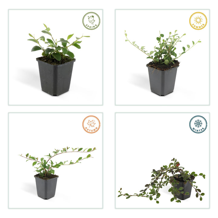 40x Cotoneaster dammeri 'Major' Hardy Ground Cover - 25cm - Ø9cm