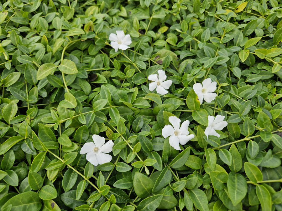 Vinca minor 'Gertrude Jekyll' with small oval green leaves and white flowers, 10-25cm tall in 9cm pot