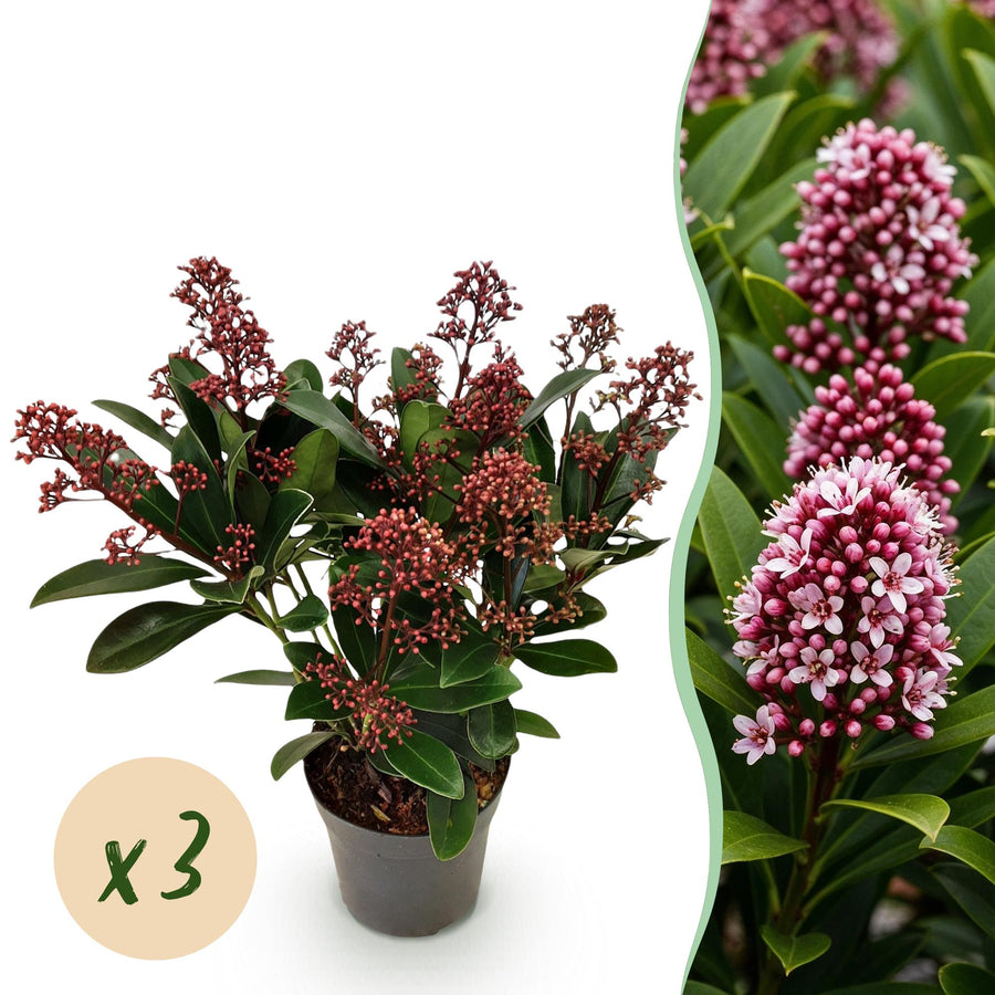 Pack of 3 Skimmia japonica 'Rubella' plants in 10.5cm pots, 25cm tall