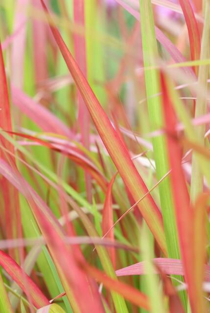 Imperata Cylindrica Red Baron - Japanese Blood Grass Plants