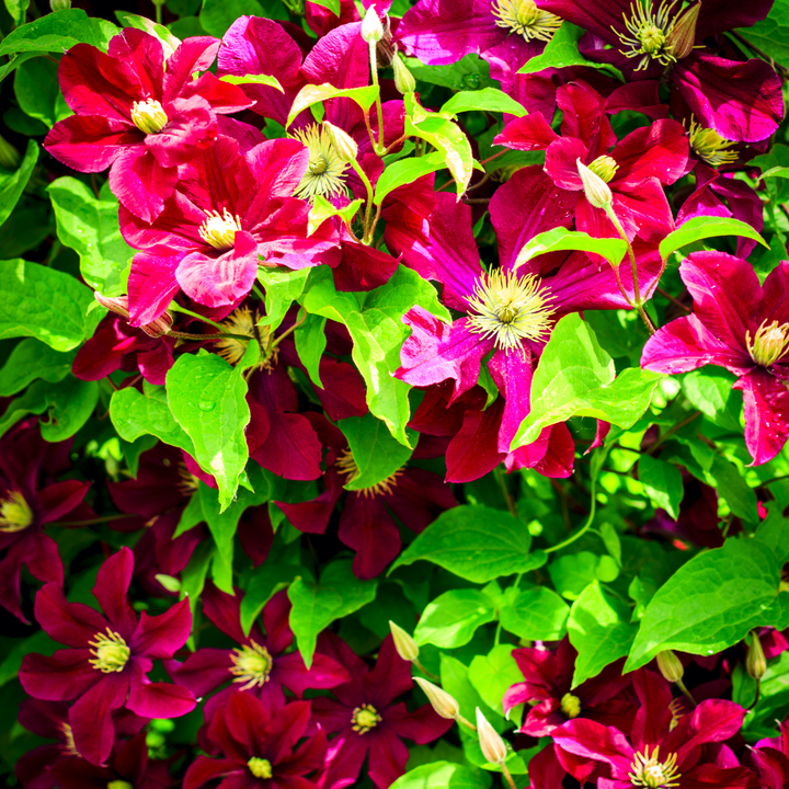 6x Clematis ‘Rouge Cardinal’ – P9 Pot – Beautiful Red Flowering Climbing Plant