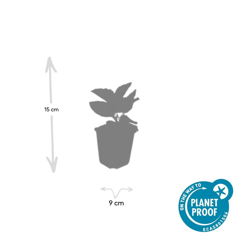 60x Rudbeckia fulgida 'Goldsturm' - Golden Yellow Perennial - 9cm Pot