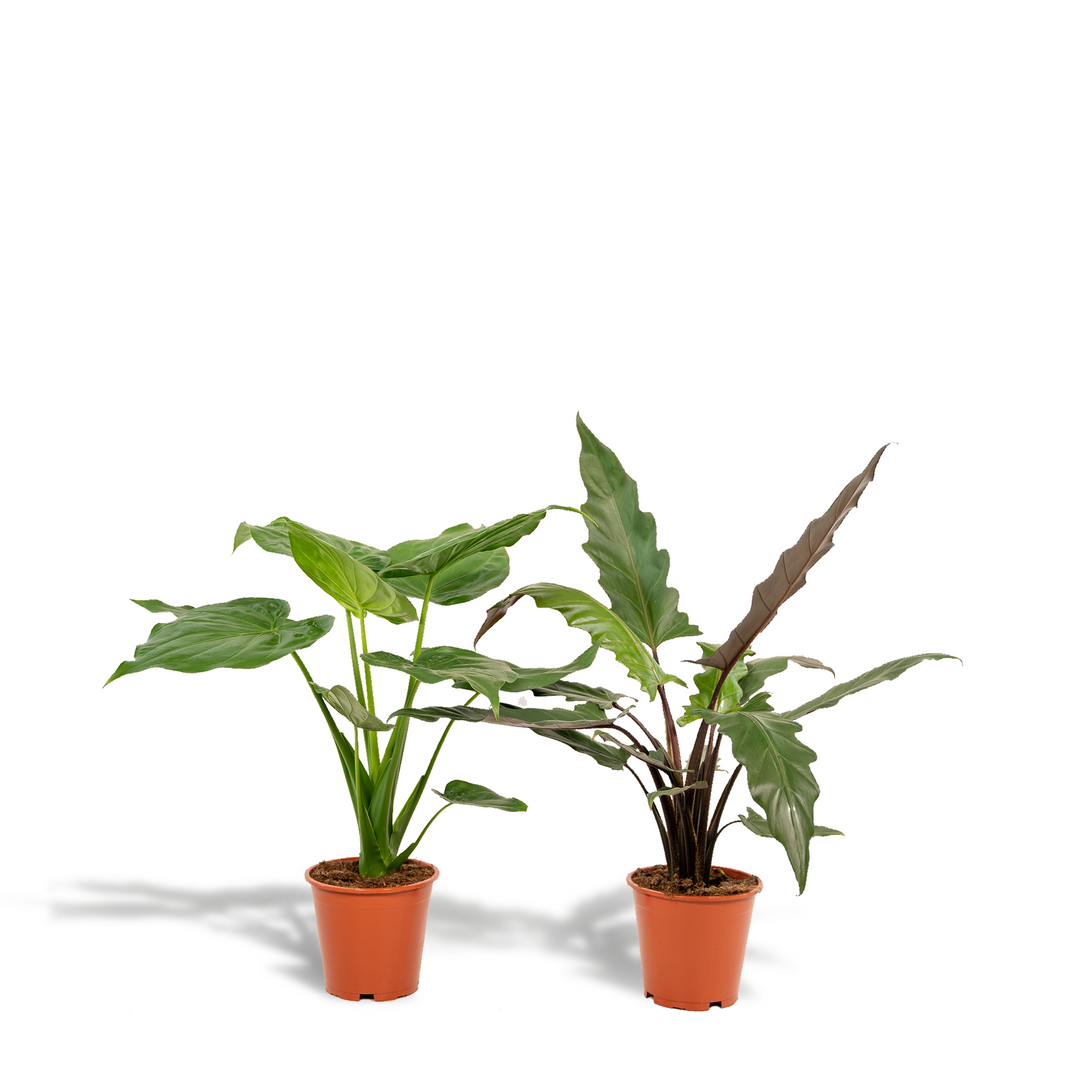 Alocasia Cucullata + Lauterbachiana Bundle - 19cm Pots Indoor Plants