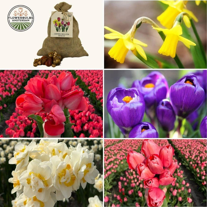 100 bulb sustainable flower mix featuring pink tulips, yellow daffodils, and purple crocuses by Everspring