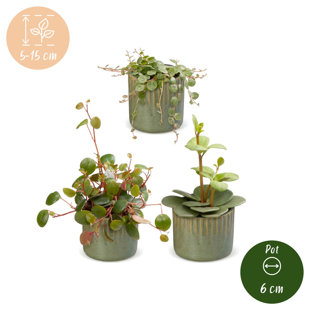 3x Baby Peperomia Mix plants in growing pots, image 5