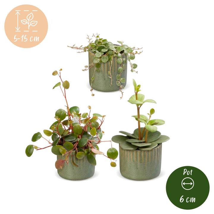 3x Baby Peperomia Mix plants in growing pots, image 5