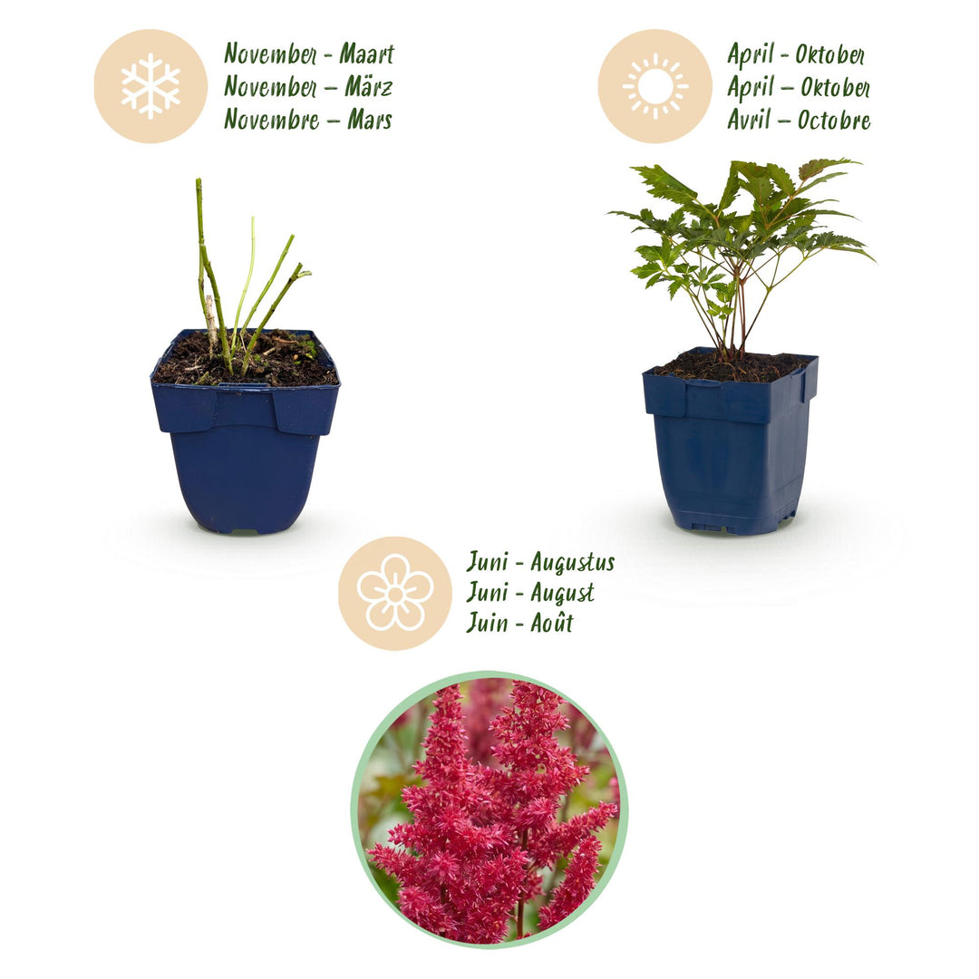 Plante vivace - Astilbe (A) Fanal - Spirée en panicule - Ombre - Rouge - 24 Plantes - Pot 11cm - Hauteur 15-25cm