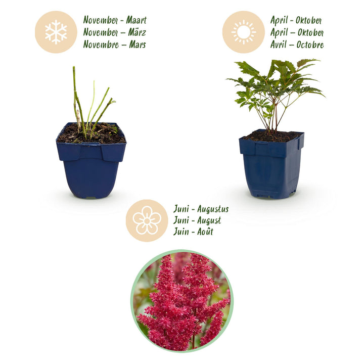 Plante vivace - Astilbe (A) Fanal - Spirée en panicule - Ombre - Rouge - 24 Plantes - Pot 11cm - Hauteur 15-25cm