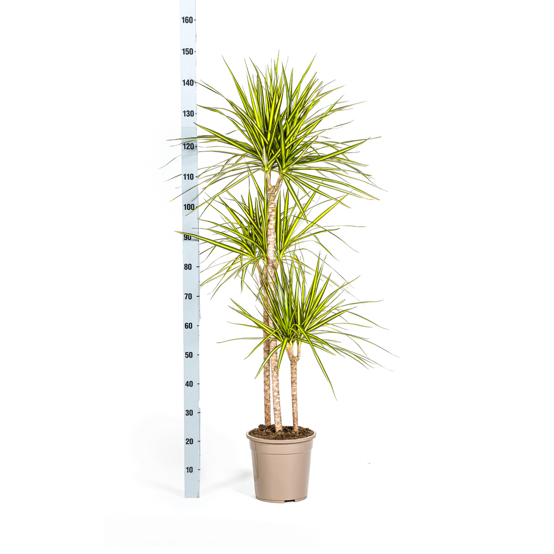 Dracaena Marginata Sunray with Basket Ø24cm | 130-150cm