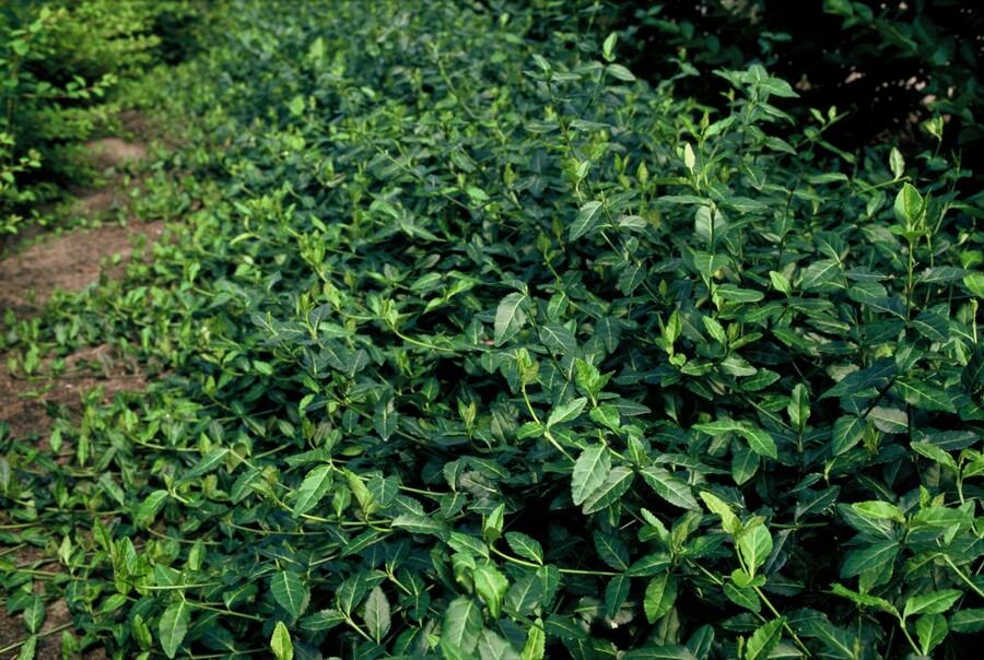 60x Euonymus fortunei Dart's Blanket - Dark Green Ground Cover — healthy root ball and nursery pot ready to ship from Ireland