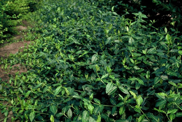60x Euonymus fortunei Dart's Blanket - Dark Green Ground Cover