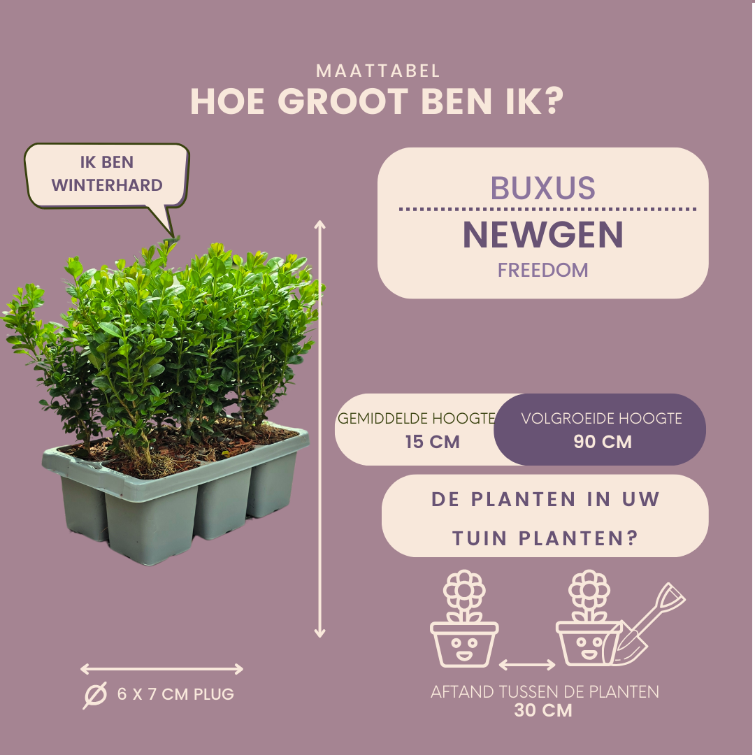 Buxus NewGen Freedom boxwood plants in 7cm pots - view 7