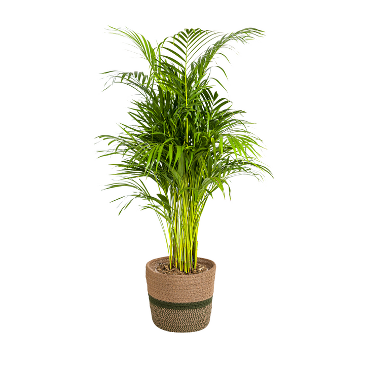 Areca Palm (Dypsis lutescens)