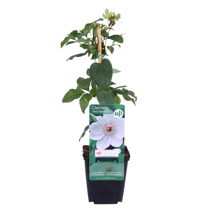 Clematis 'Miss Bateman', view 2