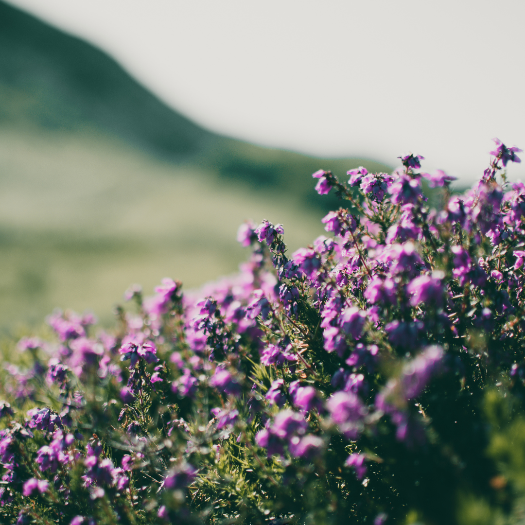 24x Thymus praecox 'Purple Beauty' - ↕10-25cm - Ø9cm