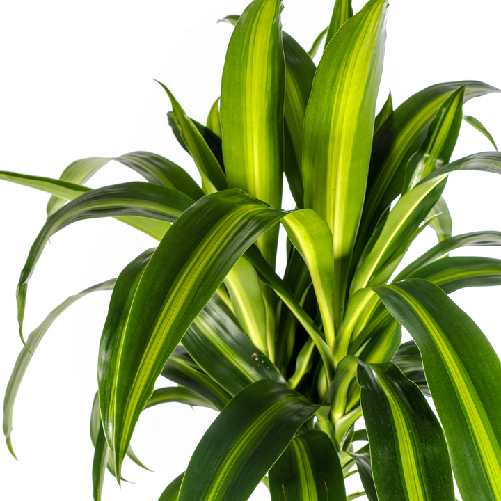 Dracaena Hawaiian Sunshine - Green Yellow Variegated - Ø24cm 130-150cm
