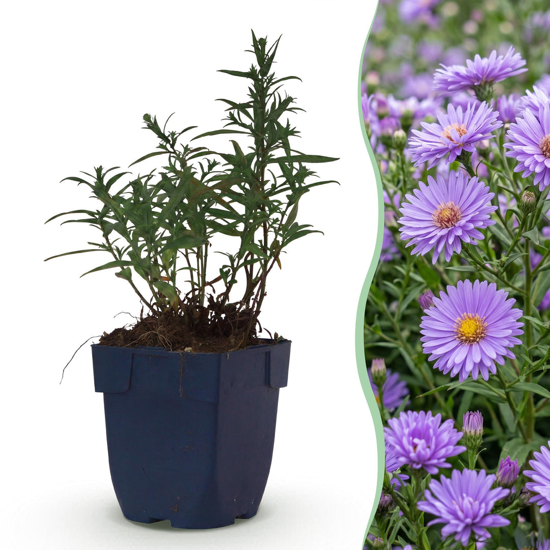 Plante vivace - Aster (D) Méditerranée - Aster de mer - Attire les abeilles et les papillons - Violet - 24 Plantes - Pot 11cm - Hauteur 15-25cm