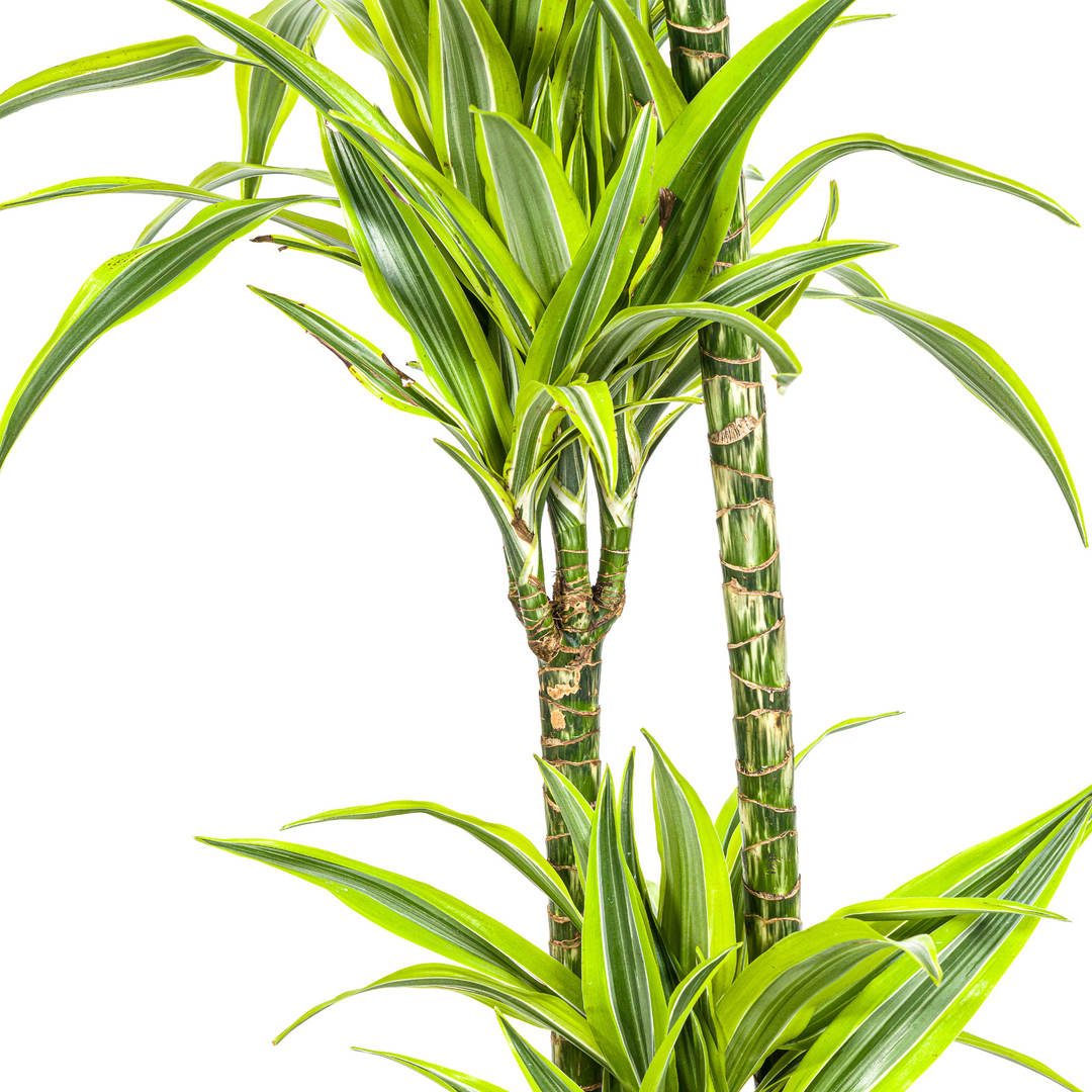 Dracaena Lemon Lime 130-150cm - Striped Foliage with Basket Ø24cm