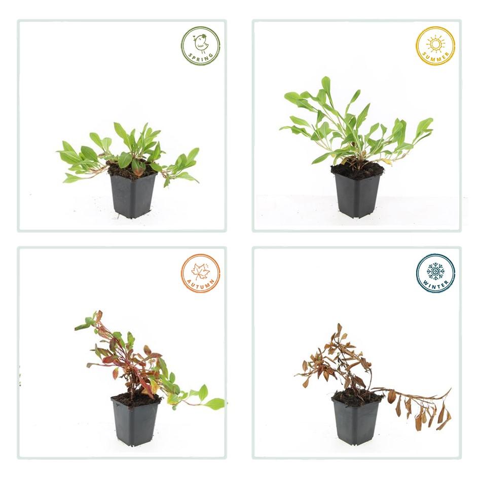 6x Persicaria aff. 'Darjeeling Red' - ↕10-25cm - Ø9cm