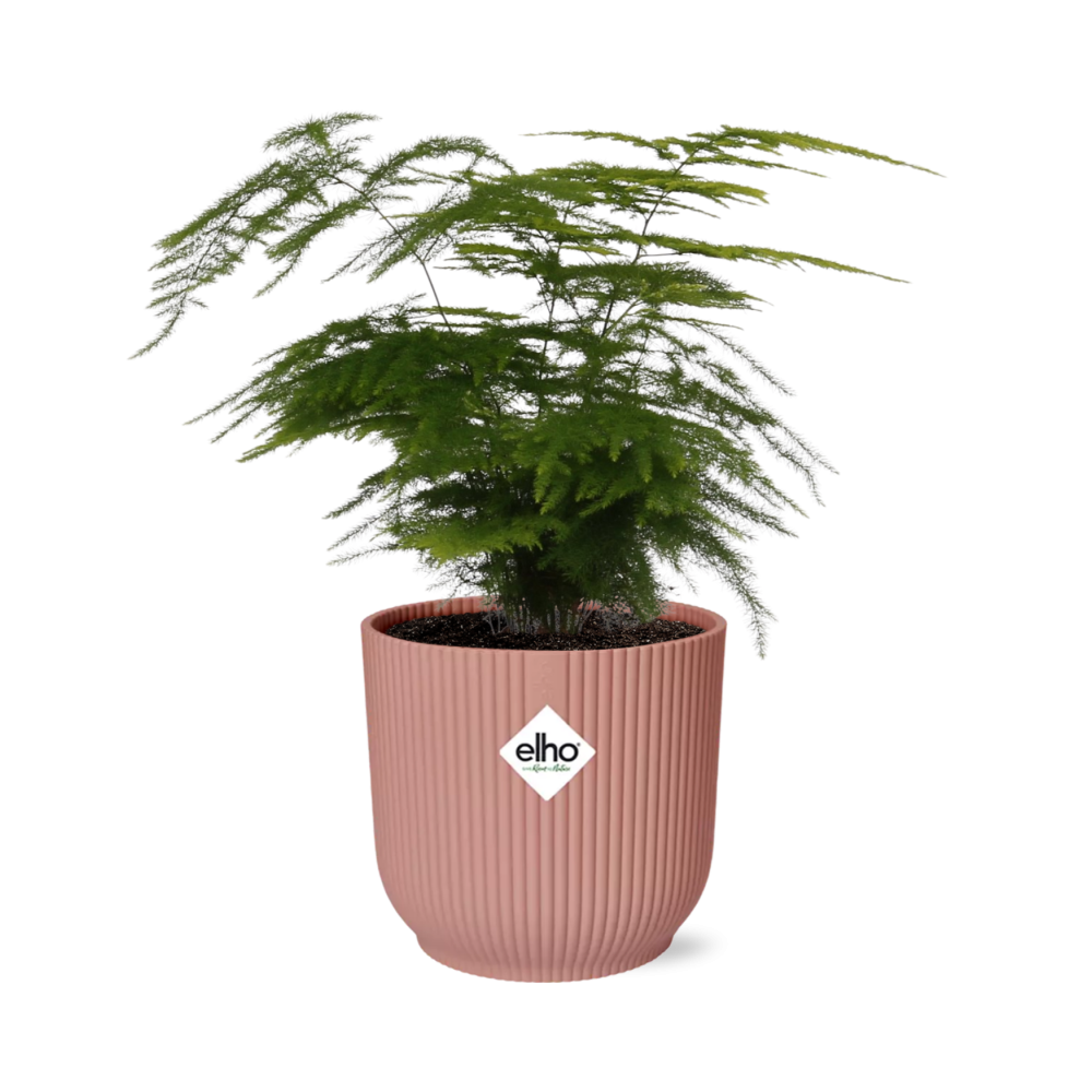 Asparagus setaceus Plumosus fern with feathery layered foliage in a pink ribbed ELHO Vibes pot