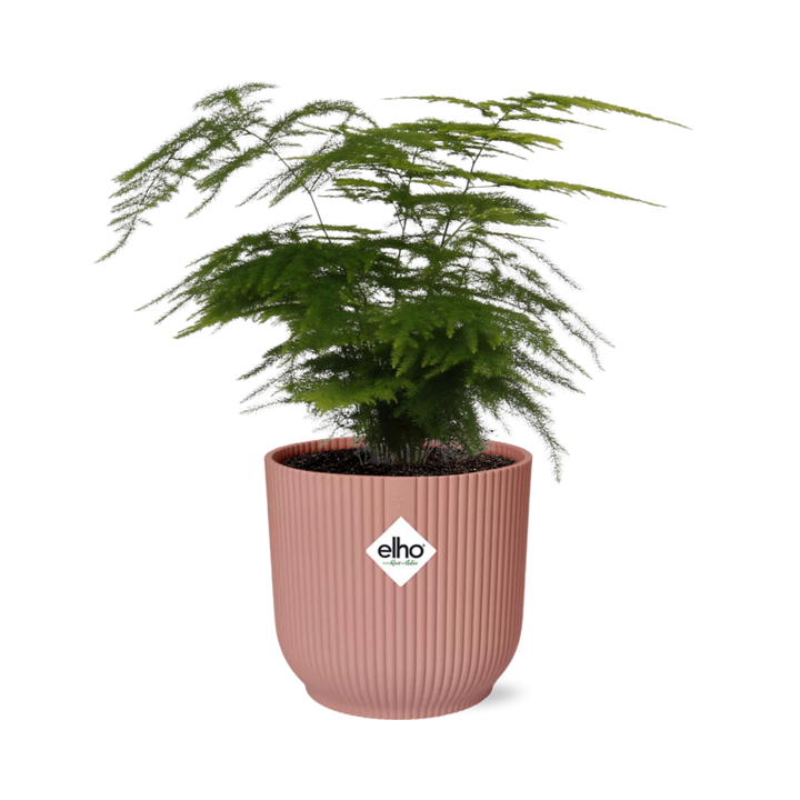 Asparagus setaceus Plumosus fern with feathery layered foliage in a pink ribbed ELHO Vibes pot