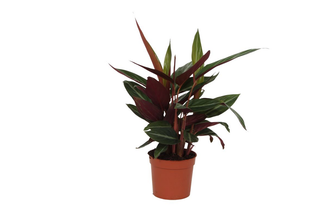 Calathea Stripestar 40cm - Striped Prayer Plant Indoor Houseplant