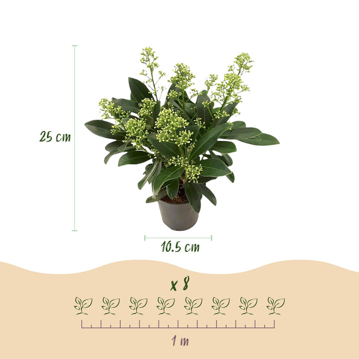 Pack of 3 Skimmia japonica 'Finchy' plants in 10.5cm pots, 25cm tall - view 3