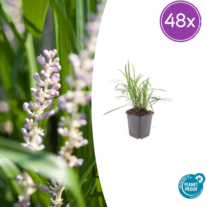 Liriope Muscari 'Moneymaker' 48-Pack | 10-25cm Purple Lilyturf